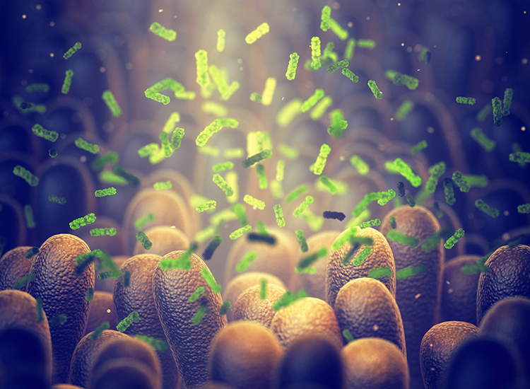 bactéries intestinales, microbiome de l'intestin aide à contrôler la digestion intestinale et le système immunitaire