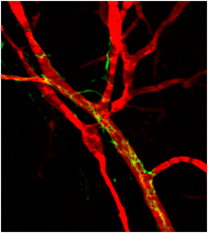0Colocalization of blood vessels and sympathetic nerve fibers in the ear of mouse