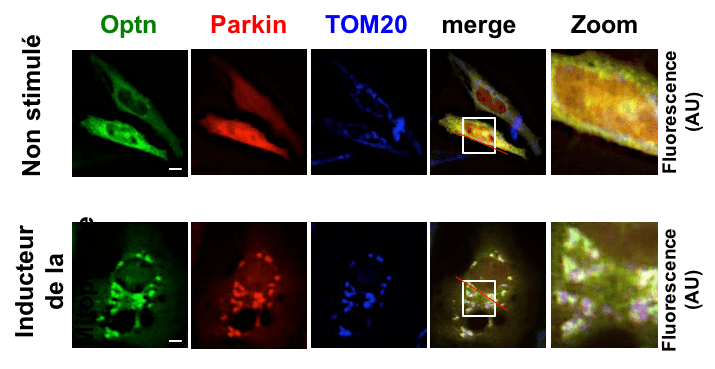 Recrutement des protéines Parkin et Optineurine (Optn) pendant la mitophagie.