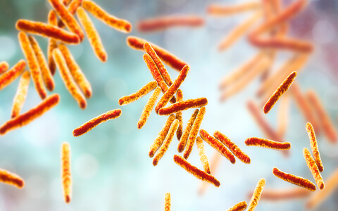 Bacteria Mycobacterium tuberculosis, agent causal de la tuberculose, illustration 3D