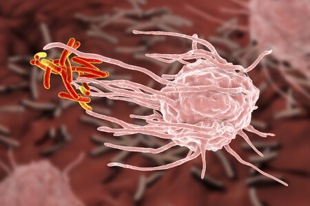 Macrophage engloutissant les bactéries de la tuberculose Mycobacterium tuberculosis, illustration 3D